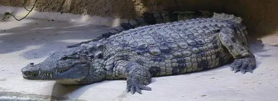 Crocodile au bord d'une rivière
