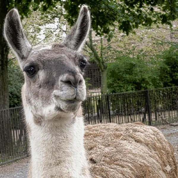 Lama dans les andes
