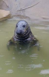 Phoque dans son bassin d'eau dans un zoo